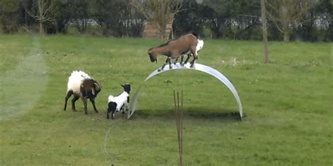 goats on a metal sheet|Watch Goats Play On A Wobbly Metal Sheet .